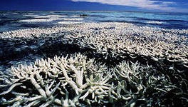 Морские звезды пожирают коралловые рифы Морские звезды пожирают коралловые рифы