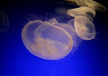 Рекордное количество розовых медуз появились в Средиземном море у берегов Израиля Рекордное количество розовых медуз появились в Средиземном море у берегов Израиля