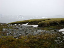 Антарктический мох возродили после 1500-летней заморозки Антарктический мох возродили после 1500-летней заморозки