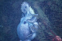 Глубоководный осьминог высиживал яйца 4 года