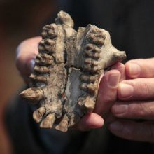 Ученые обнаружили новый вид первобытного человека Ученые обнаружили новый вид первобытного человека