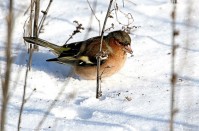 Что происходит? Еще один сюрприз природы Что происходит? Еще один сюрприз природы