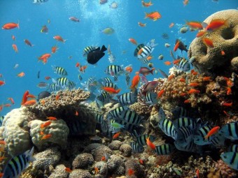 Морская флора и фауна находятся под угрозой исчезновения Морская флора и фауна находятся под угрозой исчезновения