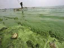 В Балтийском море началось цветение токсичных водорослей В Балтийском море началось цветение токсичных водорослей