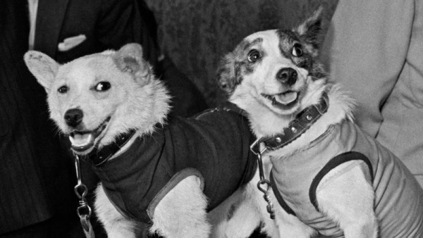Сегодня исполняется 55 лет знаменитому полёту в космос Белки и Стрелки