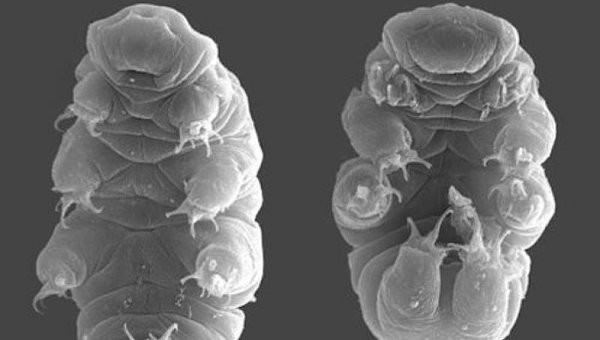 Генетики раскрыли секрет животных, способных жить в открытом космосе