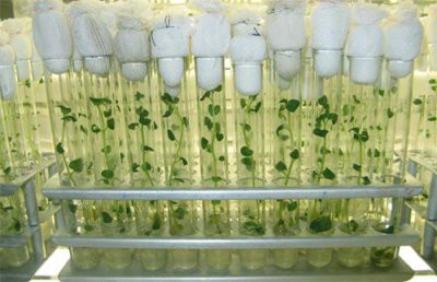 NASA планирует выращивать на Марсе картофель NASA планирует выращивать на Марсе картофель