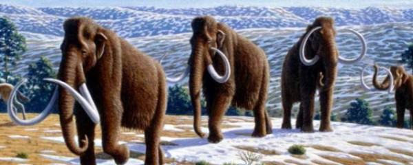 Подтверждена гипотеза о гибели мамонтов в результате минерального голодания Подтверждена гипотеза о гибели мамонтов в результате минерального голодания