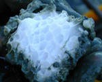Япония объявила 31 января 2013 г о начале опытной добычи газовых гидратов на континентальном шельфе Япония объявила 31 января 2013 г о начале опытной добычи газовых гидратов на континентальном шельфе