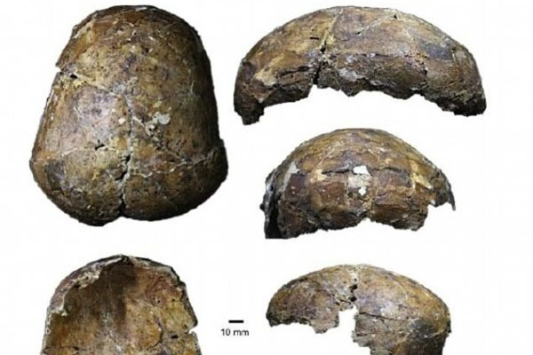Археологи нашли череп человека возрастом 37 000 лет Археологи нашли череп человека возрастом 37 000 лет