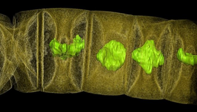 Найдены останки древнейшего растения на Земле