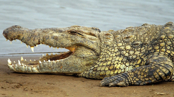 Найдены останки древнего крокодила-людоеда  возрастом 140 млн. лет