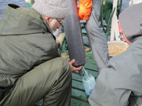 Полевой сезон российских морских геологов завершен. Исследования проводились и в Кольском заливе Полевой сезон российских морских геологов завершен. Исследования проводились и в Кольском заливе