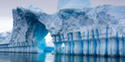 В акватории Антарктиды найдено неизвестное животное В акватории Антарктиды найдено неизвестное животное