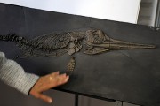 Как возродилась жизнь после Великого вымирания Как возродилась жизнь после Великого вымирания