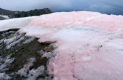 Красные водоросли ускоряют таяние ледников в Арктике Красные водоросли ускоряют таяние ледников в Арктике