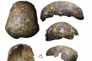 Археологи нашли череп человека возрастом 37 000 лет Археологи нашли череп человека возрастом 37 000 лет