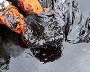 ЛУКОЙЛ обнаружил нефтяное месторождение в Пермском крае ЛУКОЙЛ обнаружил нефтяное месторождение в Пермском крае