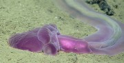Ученые нашли в Марианской впадине неизвестных морских существ Ученые нашли в Марианской впадине неизвестных морских существ