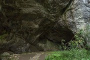 В башкирской пещере обнаружены кости гигантских пещерных львов В башкирской пещере обнаружены кости гигантских пещерных львов