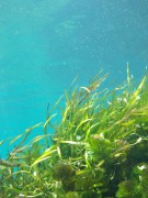 Водоросли являются «морским аналогом» сухопутных лесов Водоросли являются «морским аналогом» сухопутных лесов