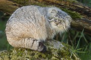 На Алтае будут изучать манула На Алтае будут изучать манула