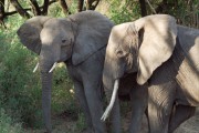 Африканские слоны вымирают Африканские слоны вымирают