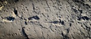 Найдены следы самого большого австралопитека Найдены следы самого большого австралопитека