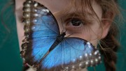 Количество насекомых в Германии сократилось в 5 раз Количество насекомых в Германии сократилось в 5 раз