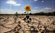Из-за глобального потепления скоро исчезнут овощи Из-за глобального потепления скоро исчезнут овощи